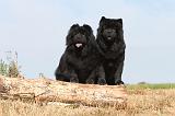 CHOW CHOW 052